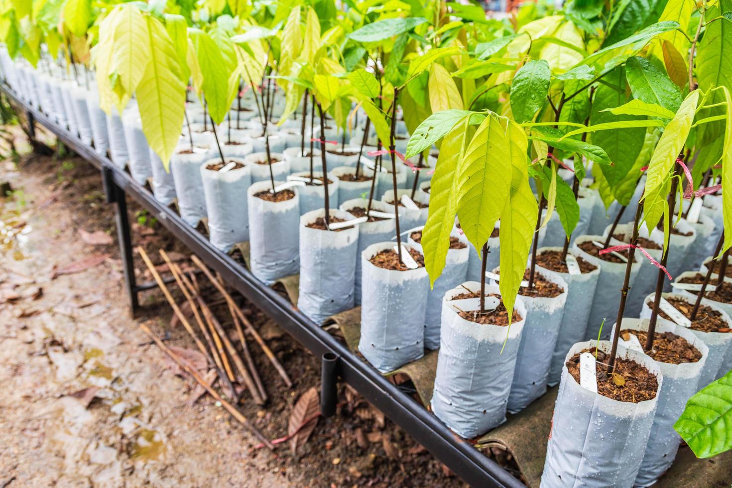 ungt kakaoträd i plantskola foto