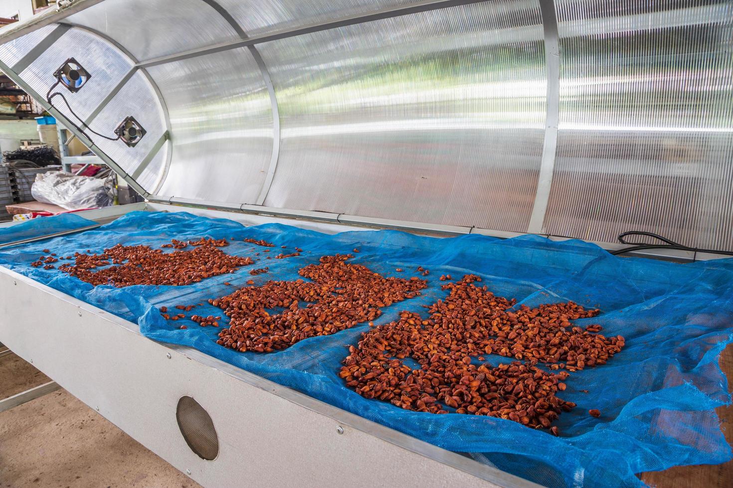 torkning av kakaobönor. kakao soltorkande växthus. foto