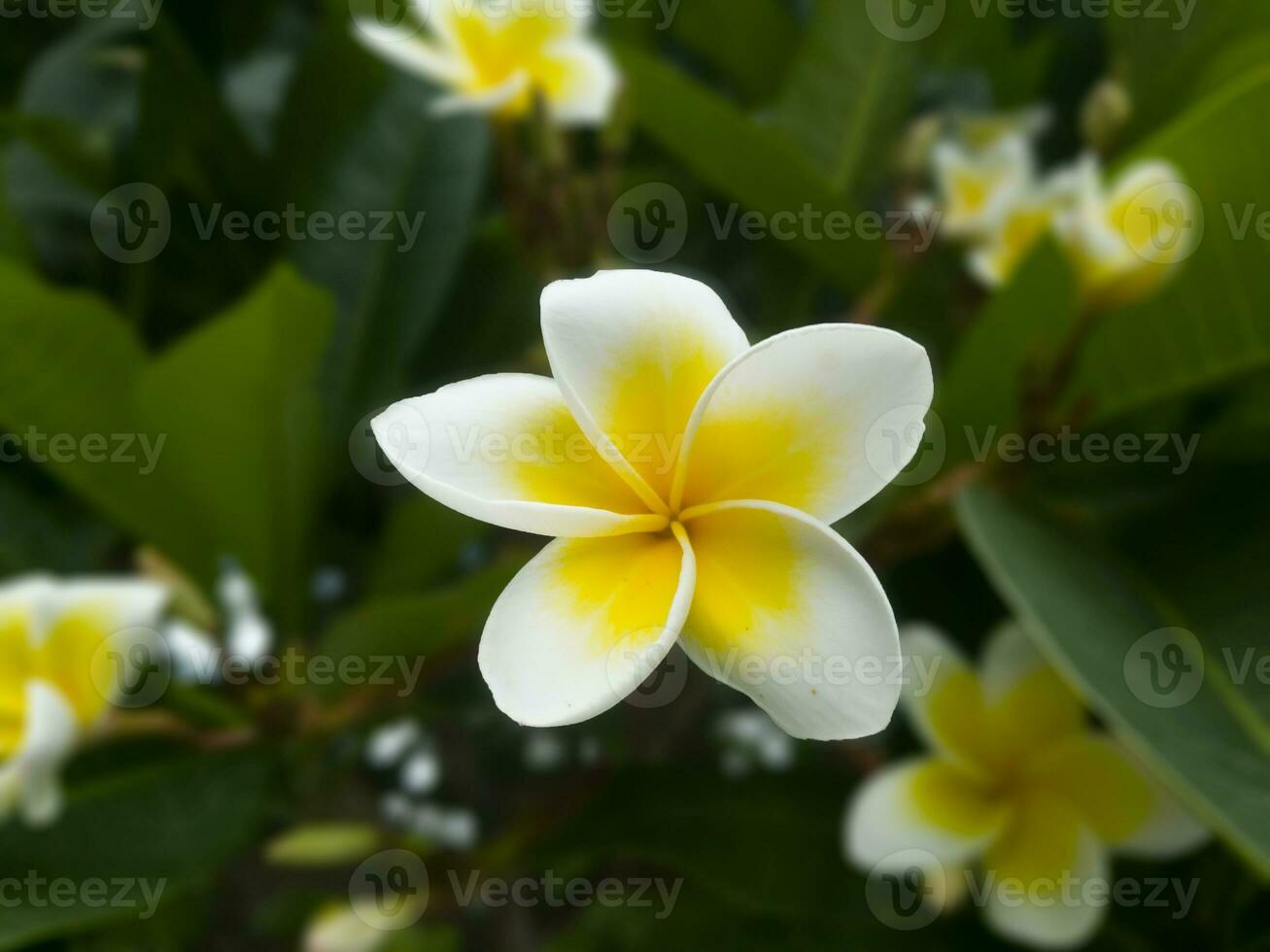 plumeria blanda Färg vit och gul blommor blandad tillsammans i full blomma i de trädgård foto