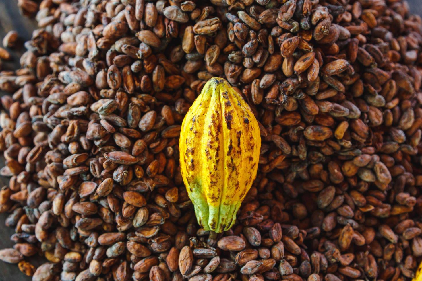 kakao fröskidor och kakaobönor på en trä bakgrund foto