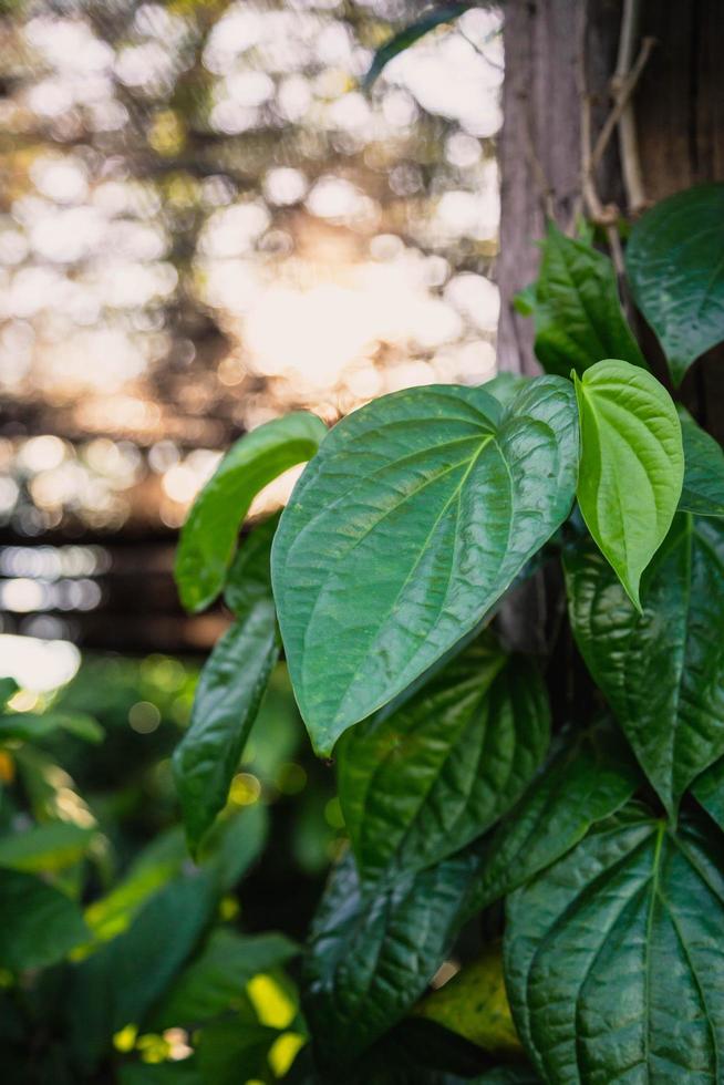 grönt blad bakgrund och morgonsol foto