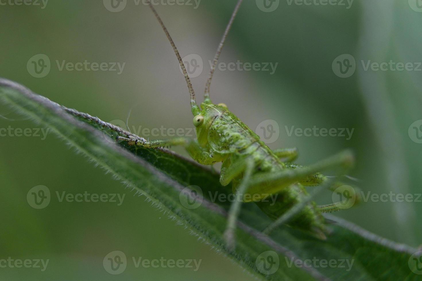 grön gräshoppa på ett grönt blad foto