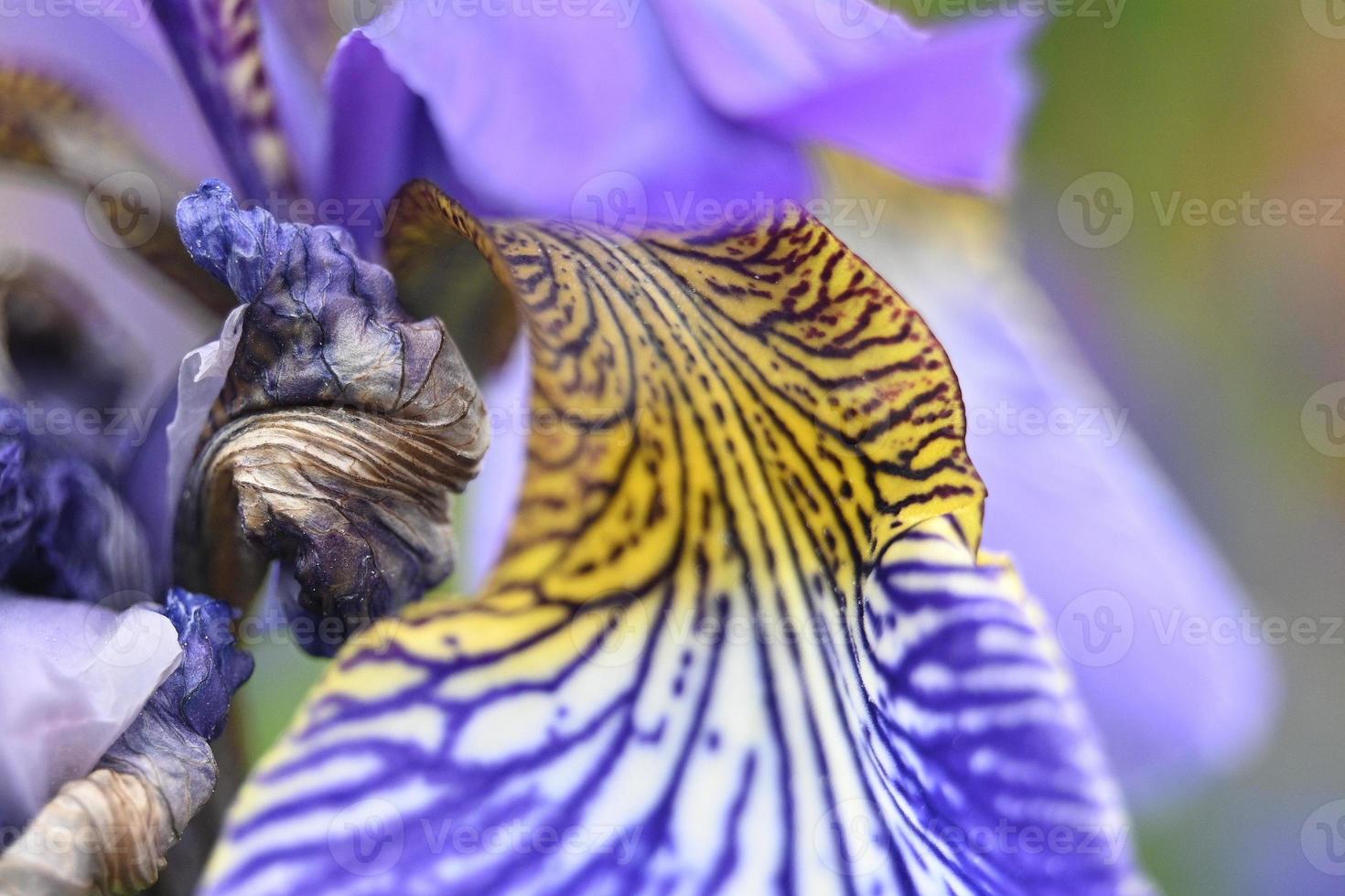 iris kronblad på nära håll foto