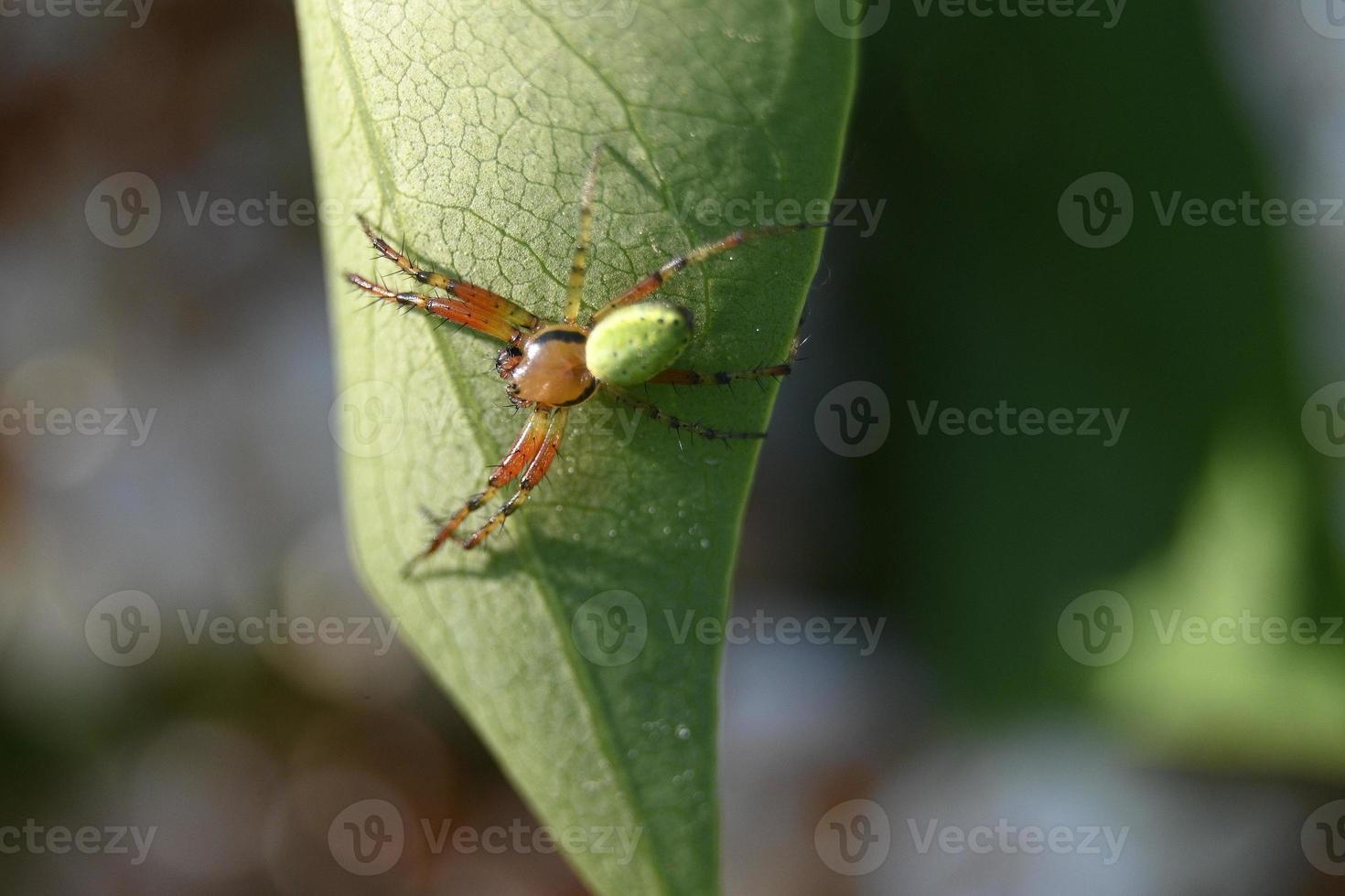 brokig spindel på ett grönt blad foto