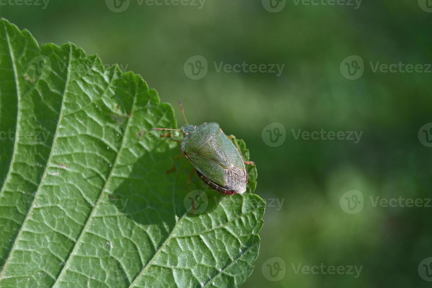 grön bedbug landar på ett stort lakan foto