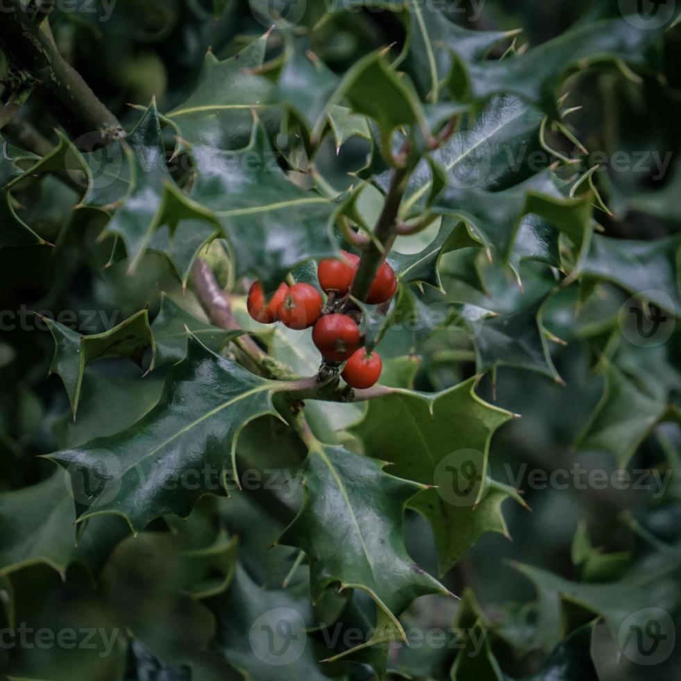 gröna träd lämnar i naturen på våren foto