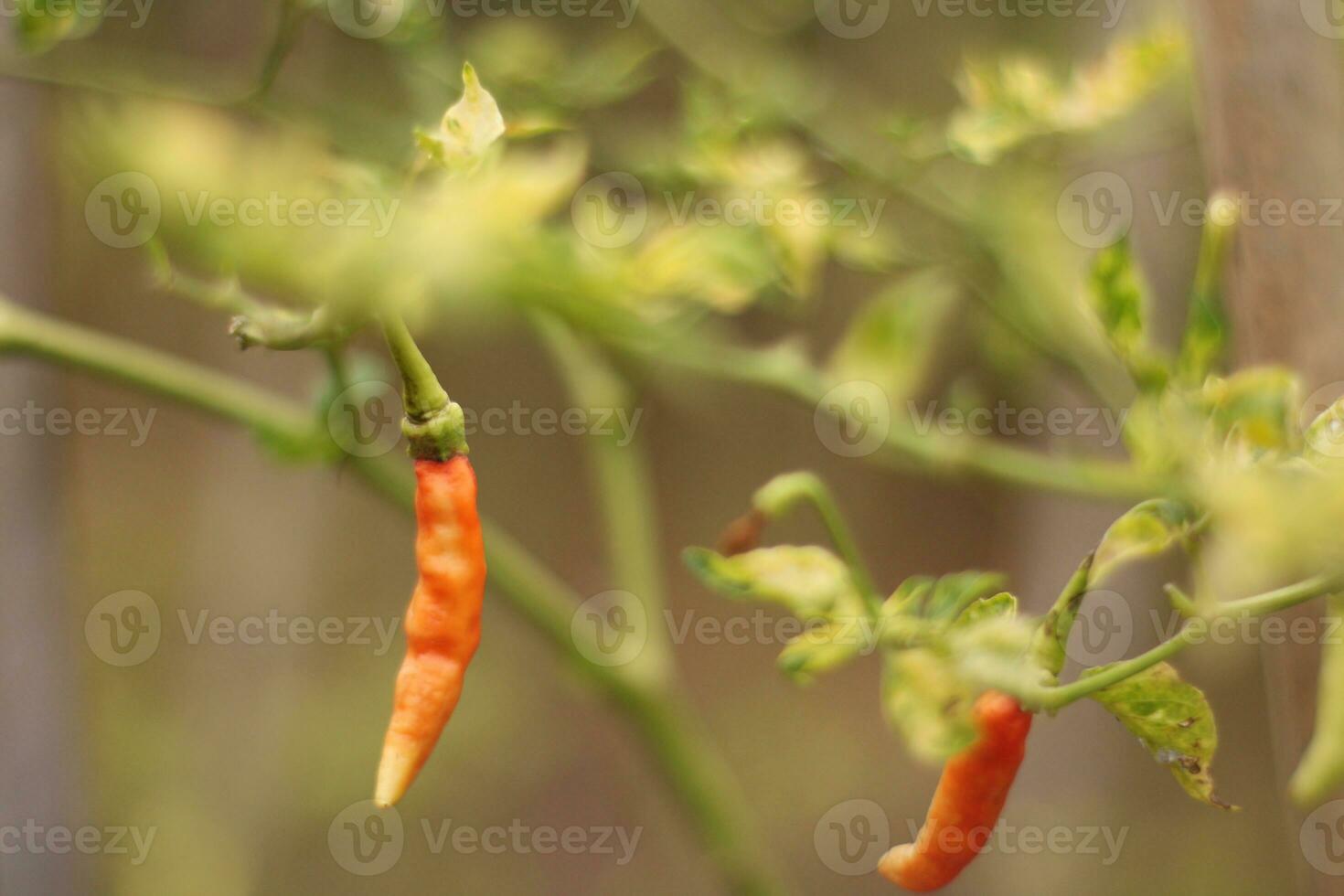 orange fåglar öga chili peppar växter närbild foto