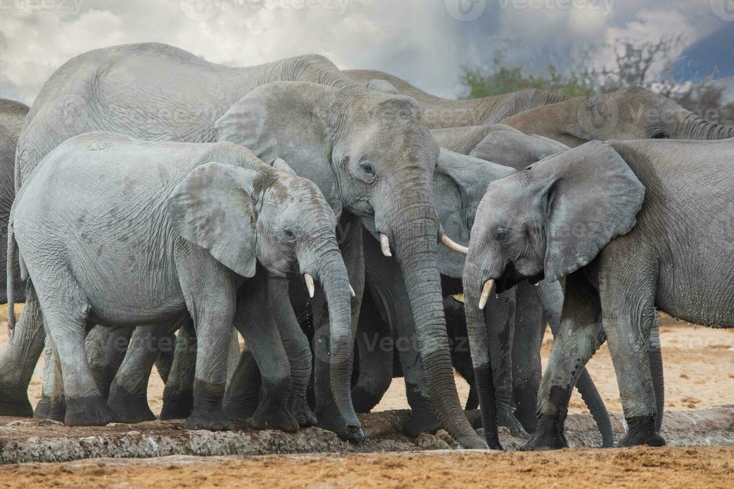 elefanter i etosha nationell parkera namibia foto