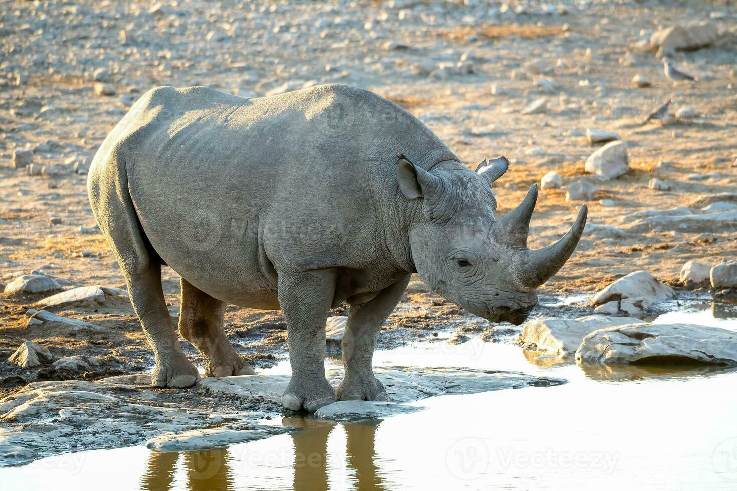 noshörning i etosa nationell parkera, namibia foto