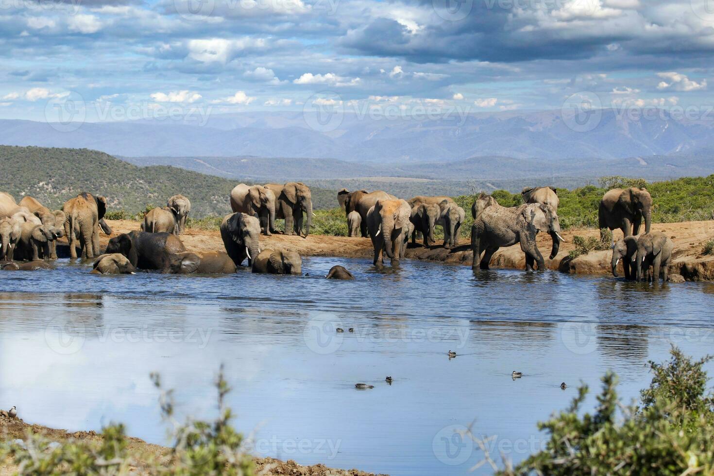 elefanter på addo nationell parkera, söder afrika foto
