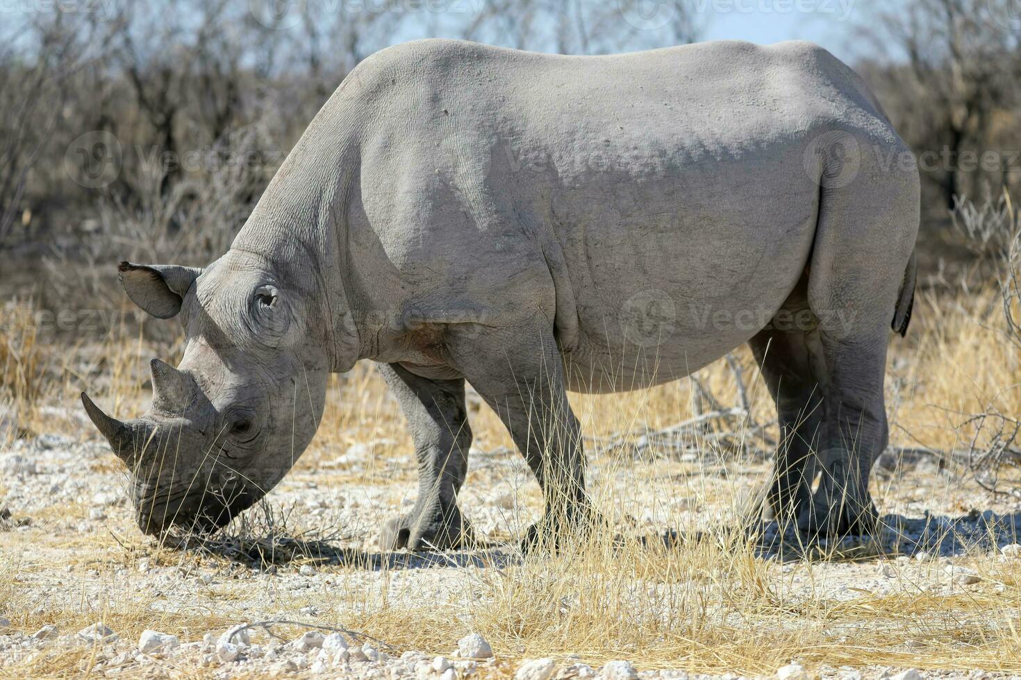 noshörning i etosa nationell parkera, namibia foto