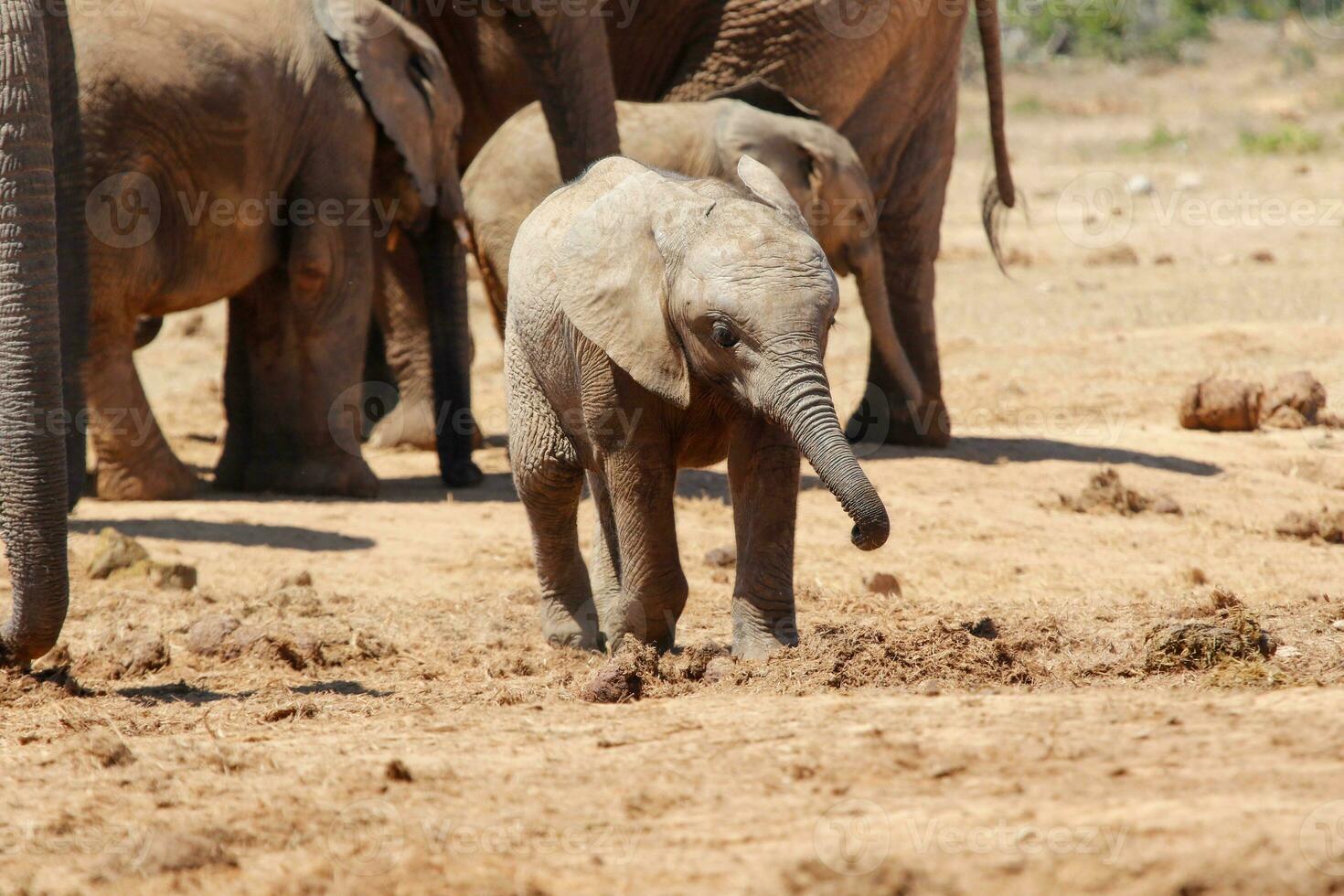 elefanter i addo nationell parkera, söder afrika foto