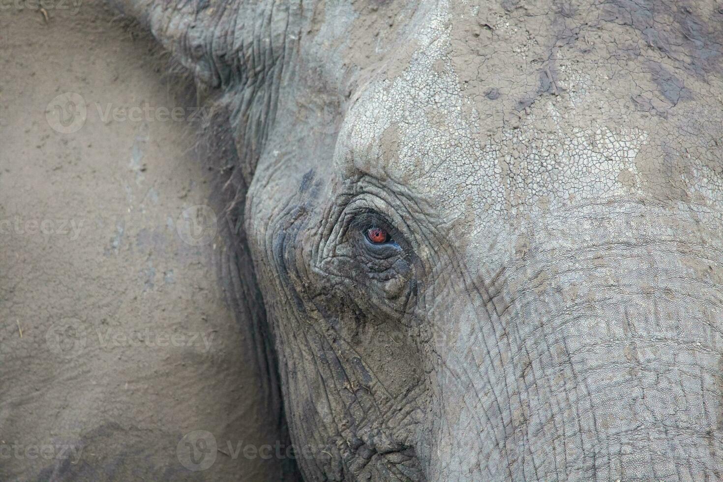 elefant på chobe nationell parkera, botswana foto