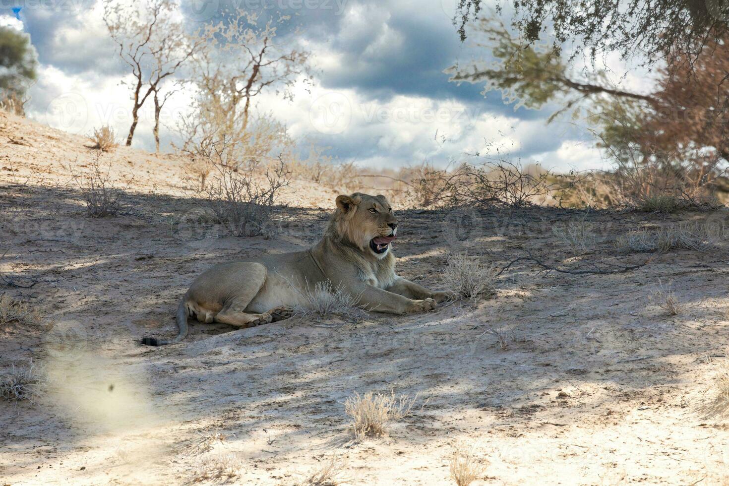 lejon på kgalagadi gränsöverskridande parkera, söder afrika foto