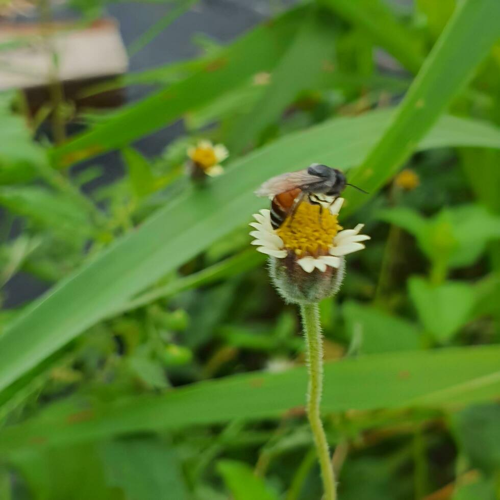 liten bi äter blommor i en tropisk Land under de varm Sol. foto