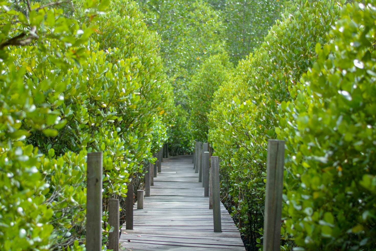 trä- bro i mangrove skog blå himmel på en solig dag foto