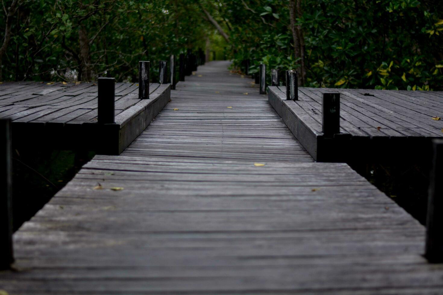 trä- bro i mangrove skog blå himmel på en solig dag foto