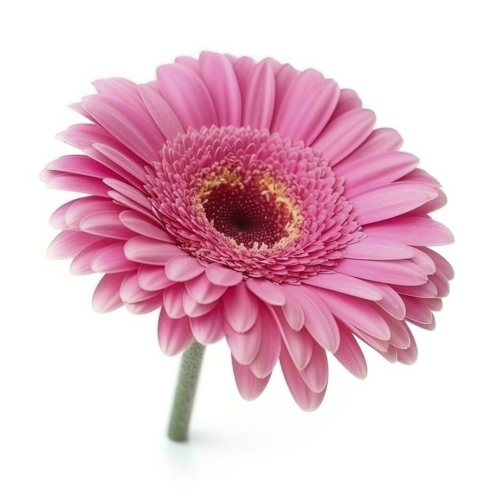 rosa gerbera blomma isolerat på vit bakgrund, generera ai foto