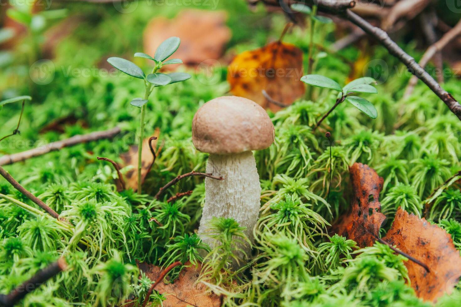 ätlig små svamp brun keps penny bulle leccinum i mossa höst skog bakgrund. svamp i de naturlig miljö. stor svamp makro stänga upp. inspirera naturlig sommar eller falla landskap. foto