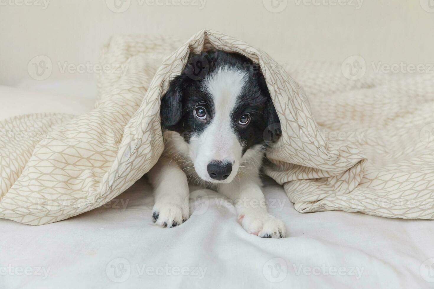 roliga porträtt av söt leende hundvalp border collie i sängen hemma foto