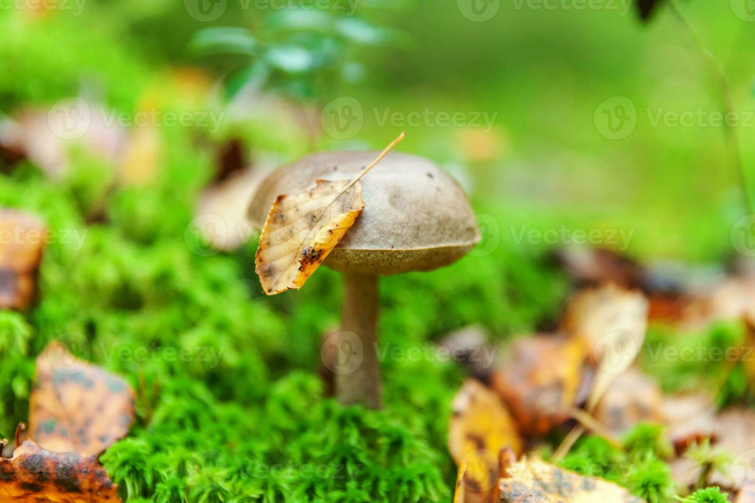 ätlig små svamp med brun keps penny bulle leccinum i mossa höst skog bakgrund. svamp i de naturlig miljö. stor svamp makro stänga upp. inspirera naturlig sommar falla landskap foto