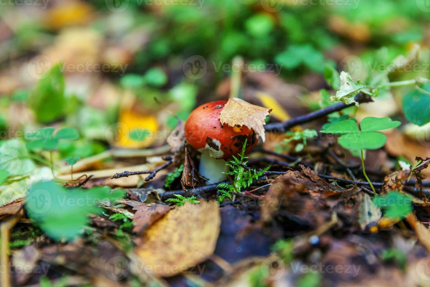 ätlig små svamp russula med röd rödbrun keps i mossa höst skog bakgrund. svamp i de naturlig miljö. stor svamp makro stänga upp. inspirera naturlig sommar eller falla landskap. foto