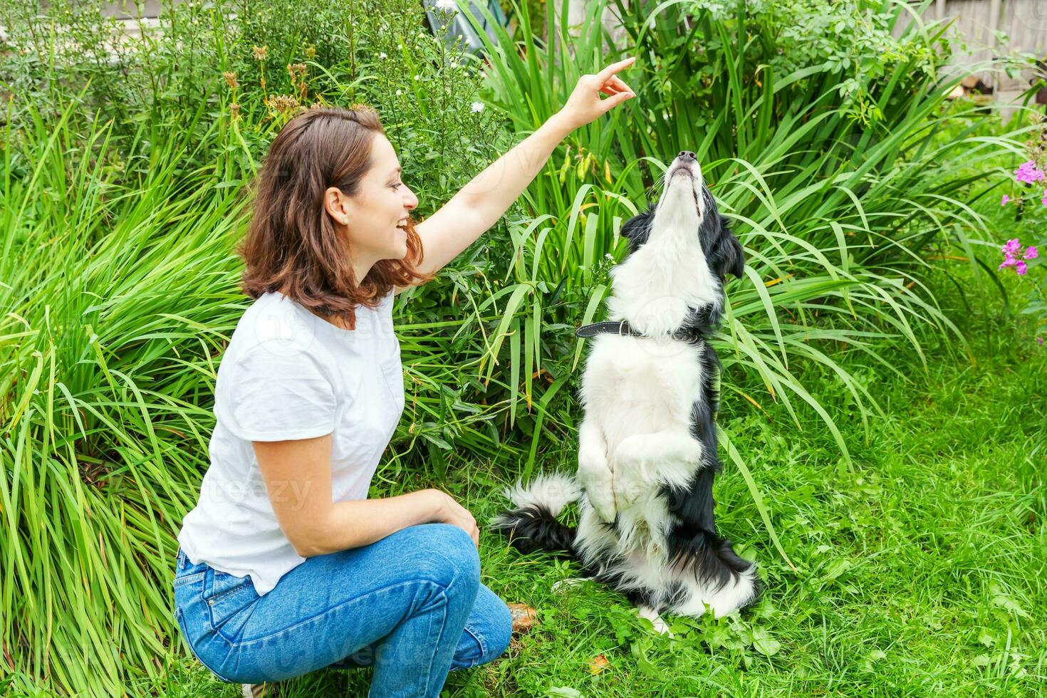 leende ung attraktiv kvinna spelar med söt valp hund gräns collie i sommar trädgård eller stad parkera utomhus- bakgrund. flicka Träning lura med hund vän. sällskapsdjur vård och djur begrepp. foto