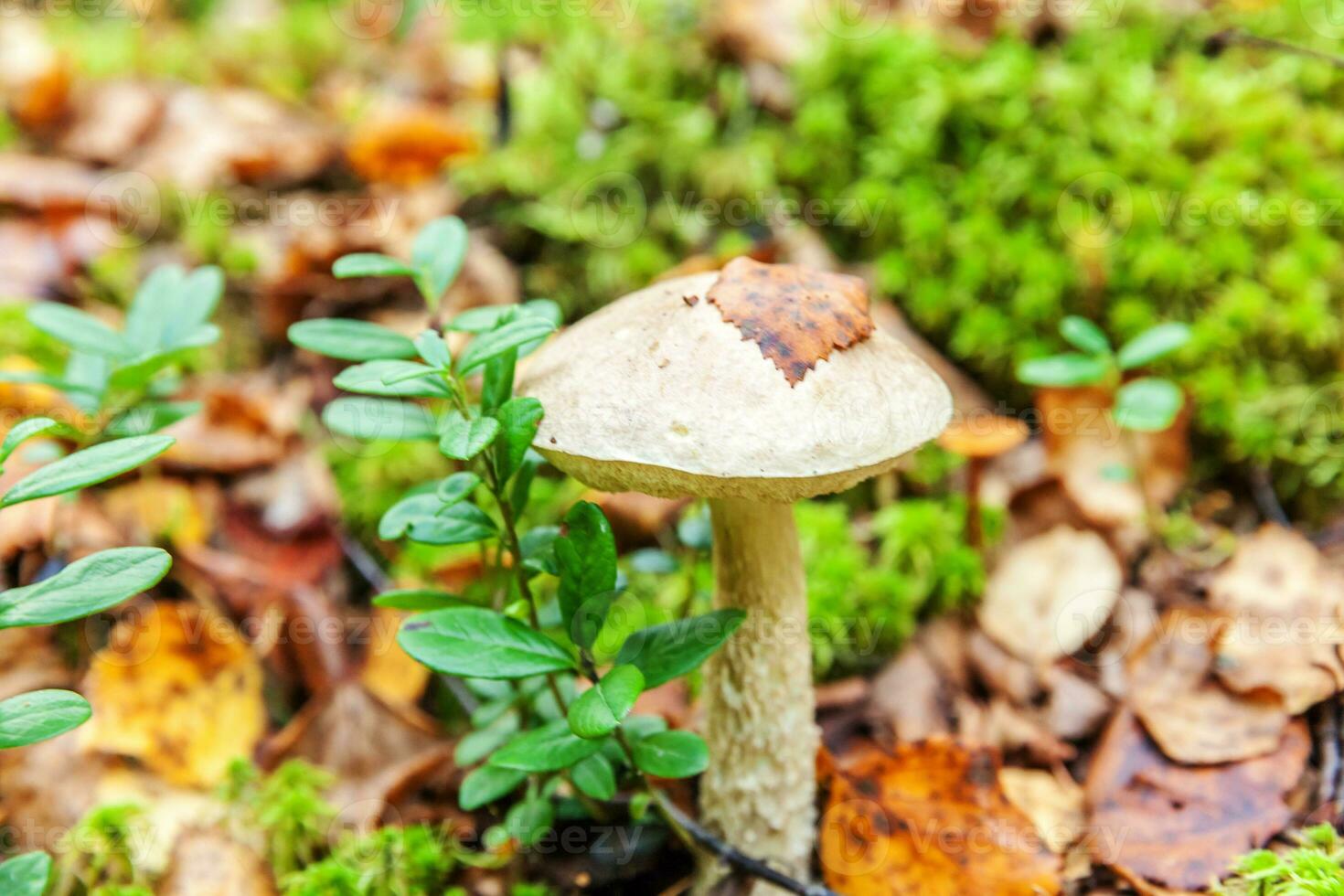 ätlig små svamp brun keps penny bulle leccinum i mossa höst skog bakgrund. svamp i de naturlig miljö. stor svamp makro stänga upp. inspirera naturlig sommar eller falla landskap. foto