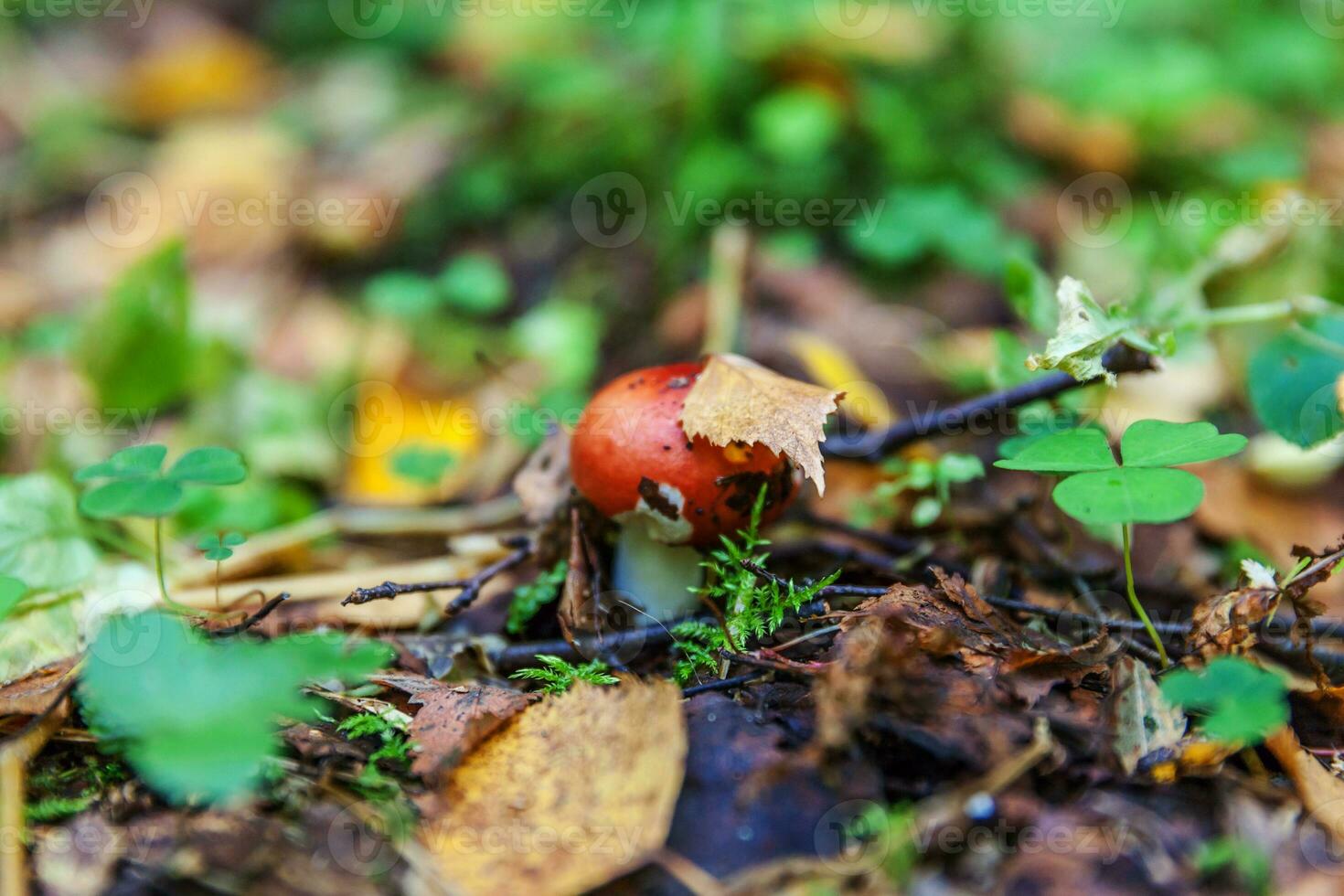 ätlig små svamp russula med röd rödbrun keps i mossa höst skog bakgrund. svamp i de naturlig miljö. stor svamp makro stänga upp. inspirera naturlig sommar eller falla landskap. foto