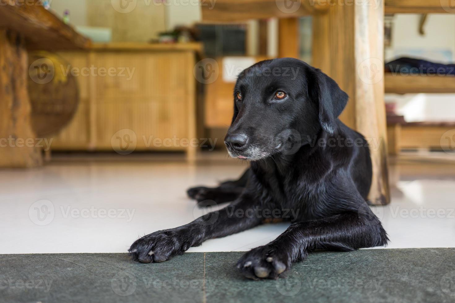 en avslappnad hund på ett kafé foto