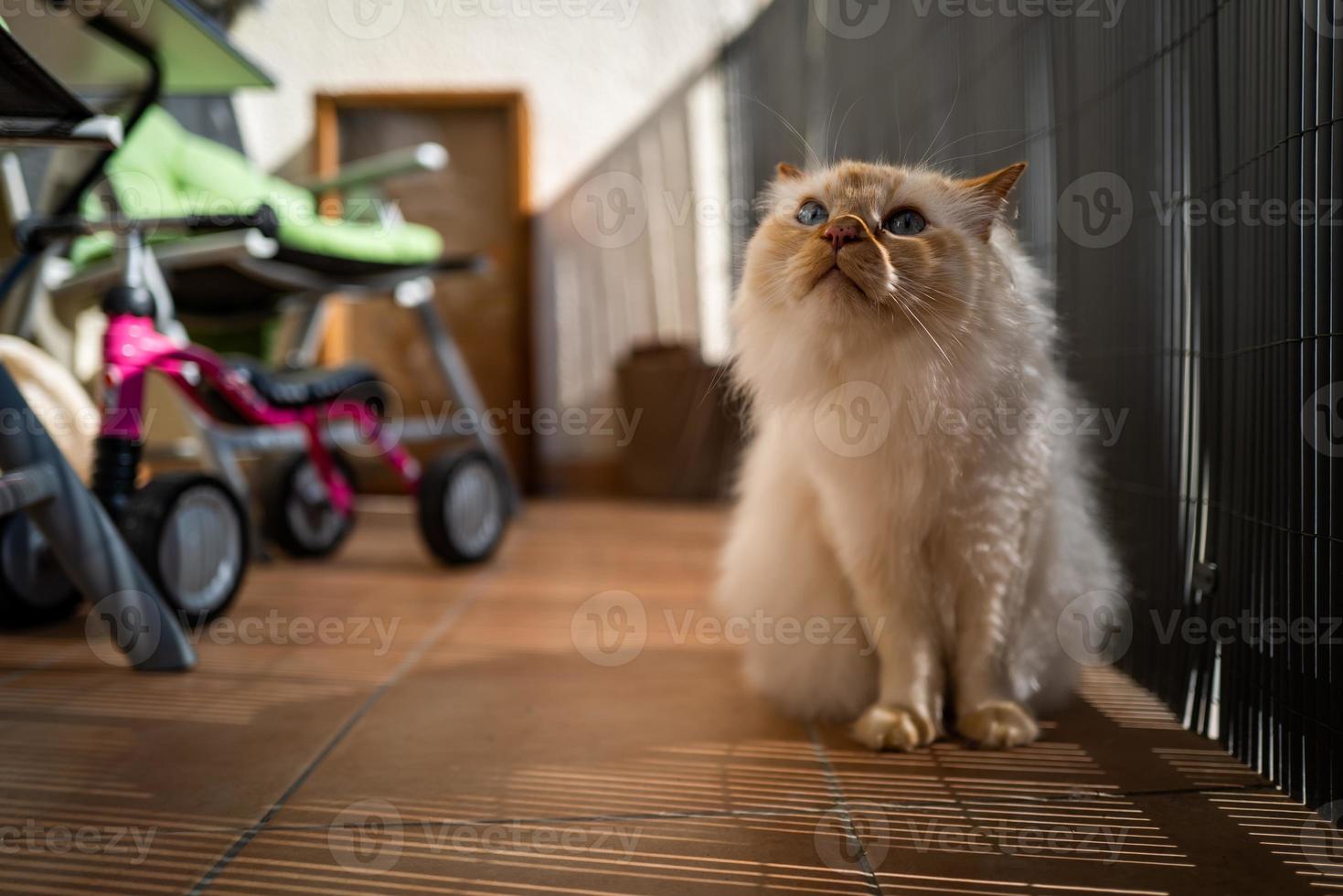 en söt helig birman katt foto