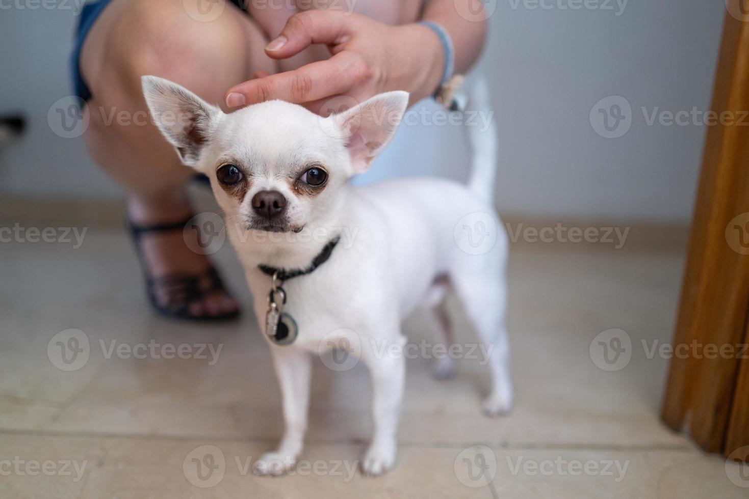 en liten vit nypa hund med en tjej foto