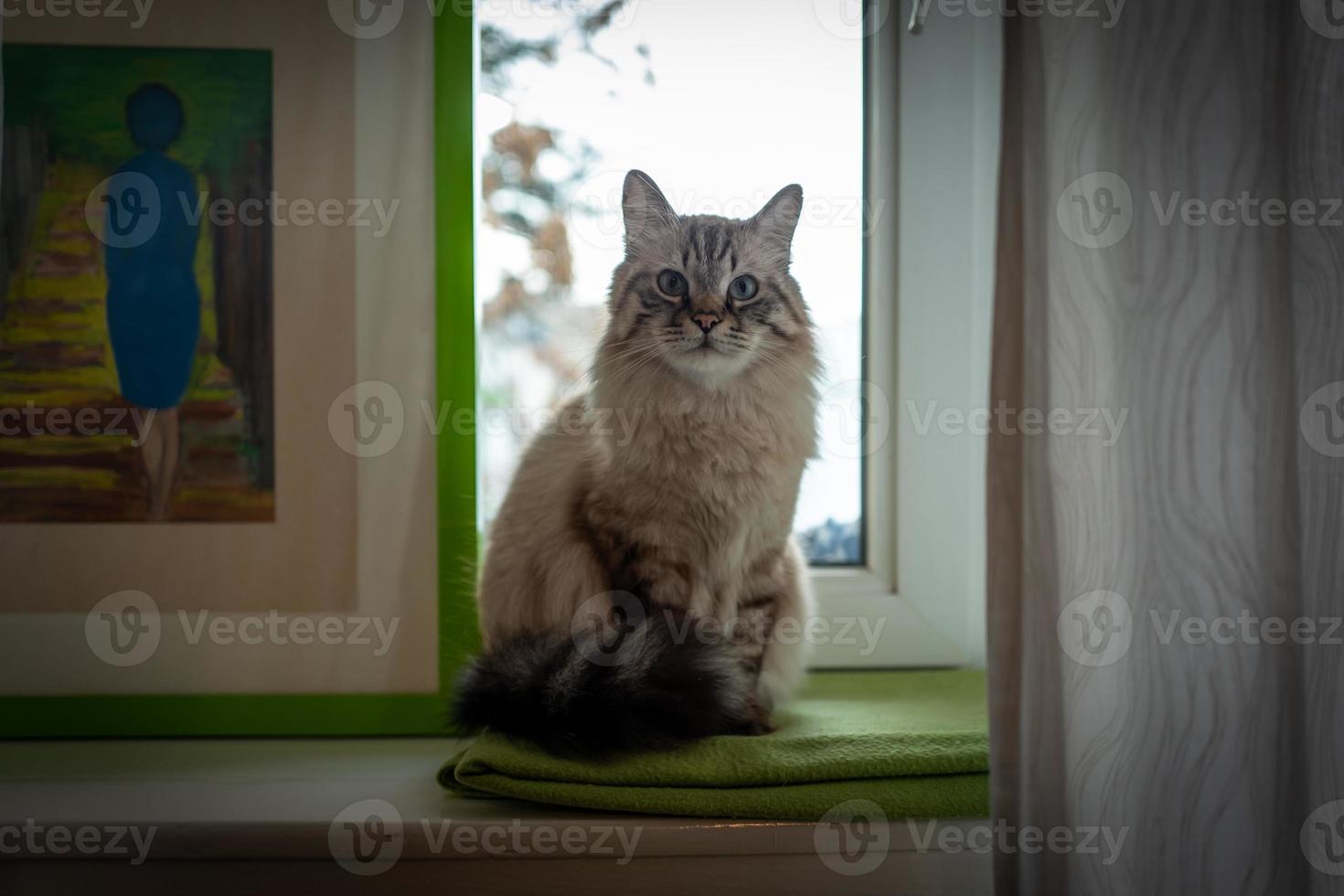 inomhusfoto av helig birmankatt foto