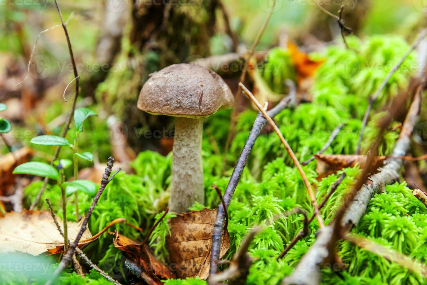 ätlig små svamp brun keps penny bulle leccinum i mossa höst skog bakgrund. svamp i de naturlig miljö. stor svamp makro stänga upp. inspirera naturlig sommar eller falla landskap. foto