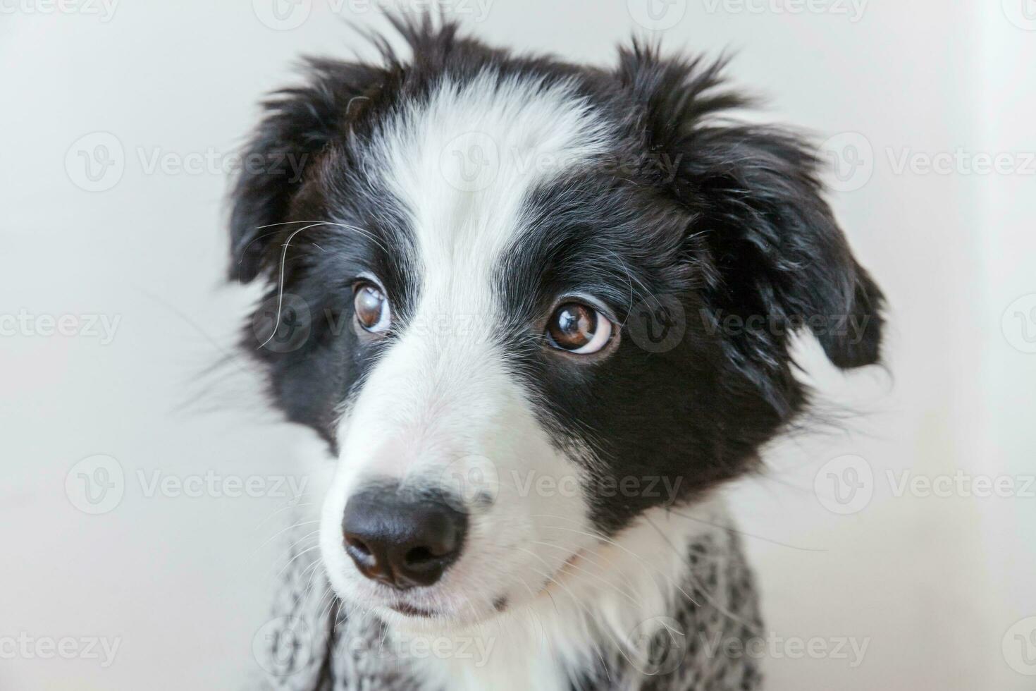 rolig studioporträtt av söt leende hundvalp border collie som bär varma kläder halsduk runt halsen isolerad på vit bakgrund foto