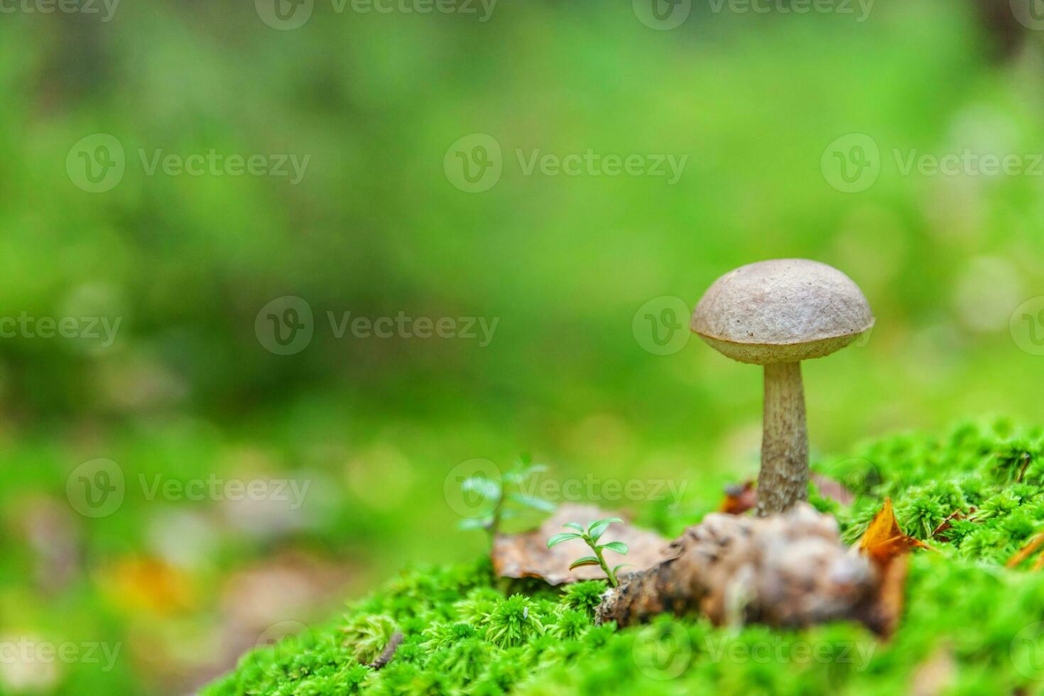 ätlig små svamp med brun keps penny bulle leccinum i mossa höst skog bakgrund. svamp i de naturlig miljö. stor svamp makro stänga upp. inspirera naturlig sommar falla landskap foto