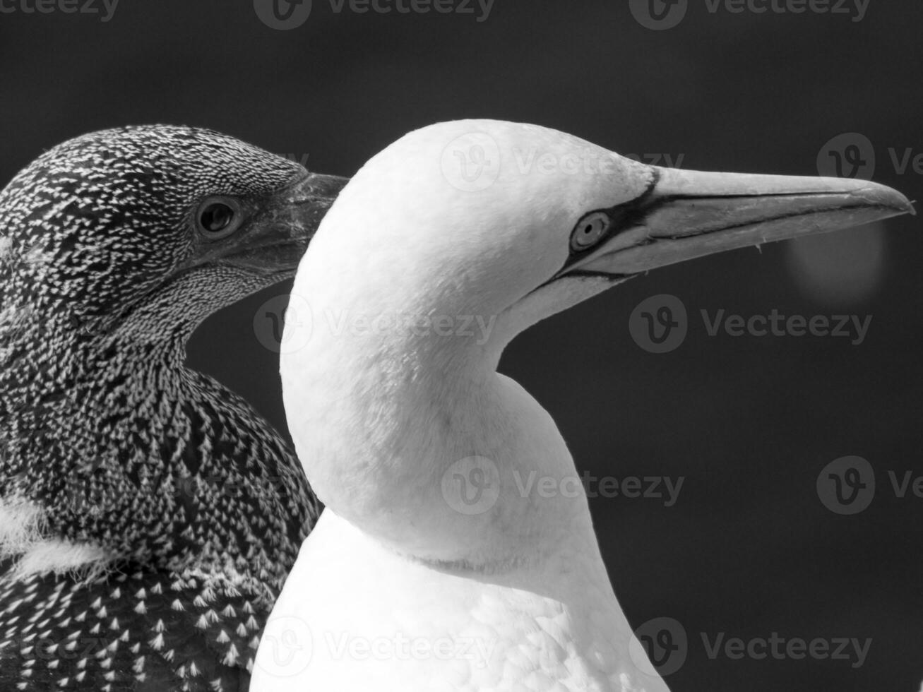 helgoland ön i Nordsjön foto