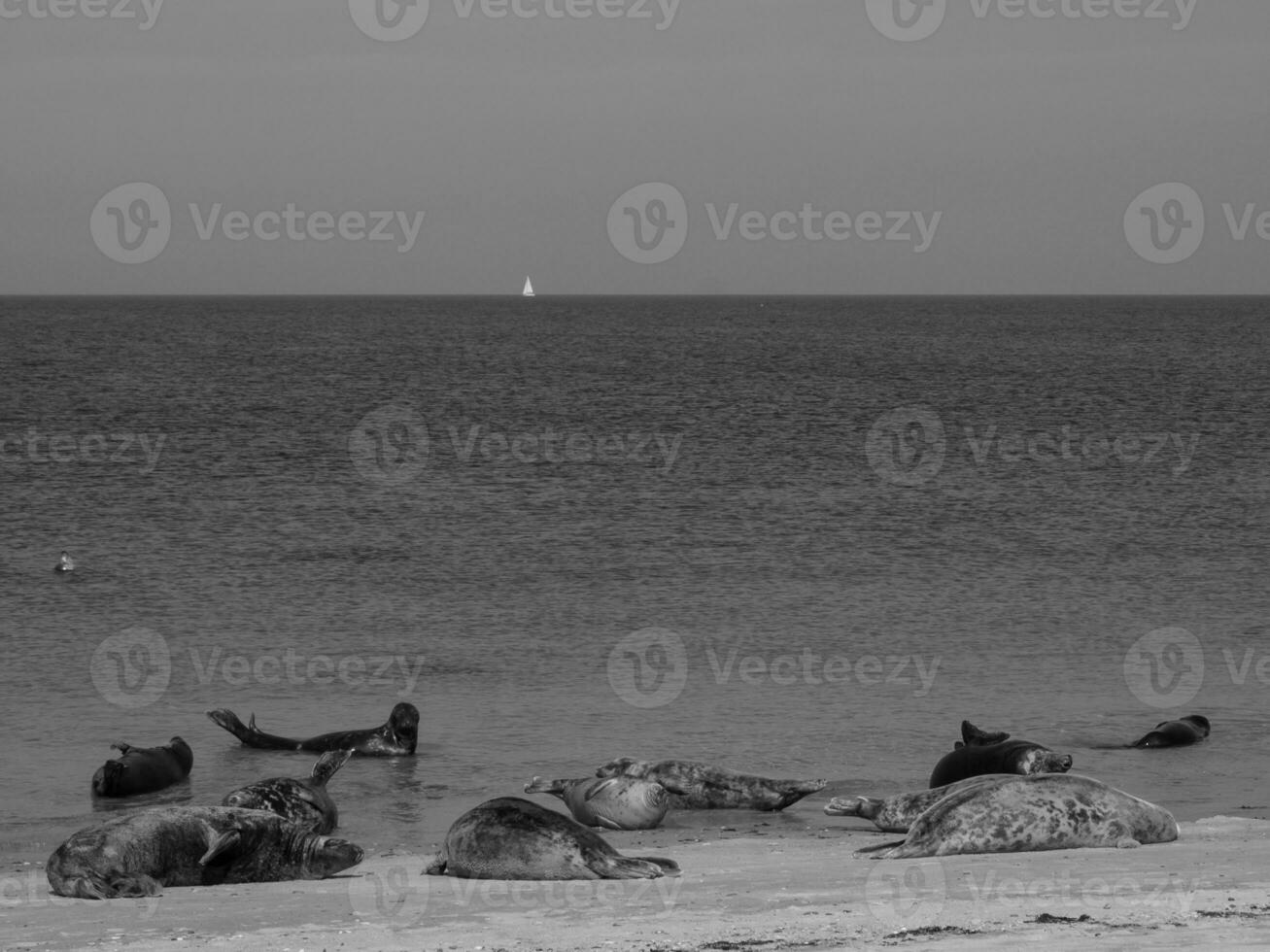 helgoland island i tyskland foto