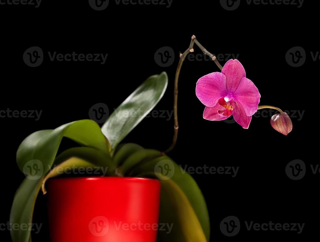 rosa orkidé isolerad på svart bakgrund foto