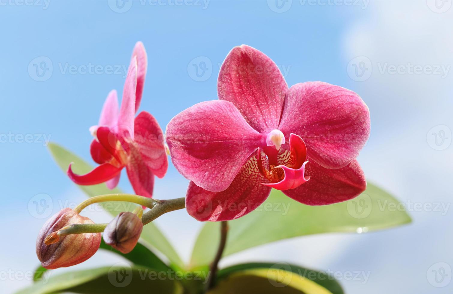 närbild av orkidéblomma foto