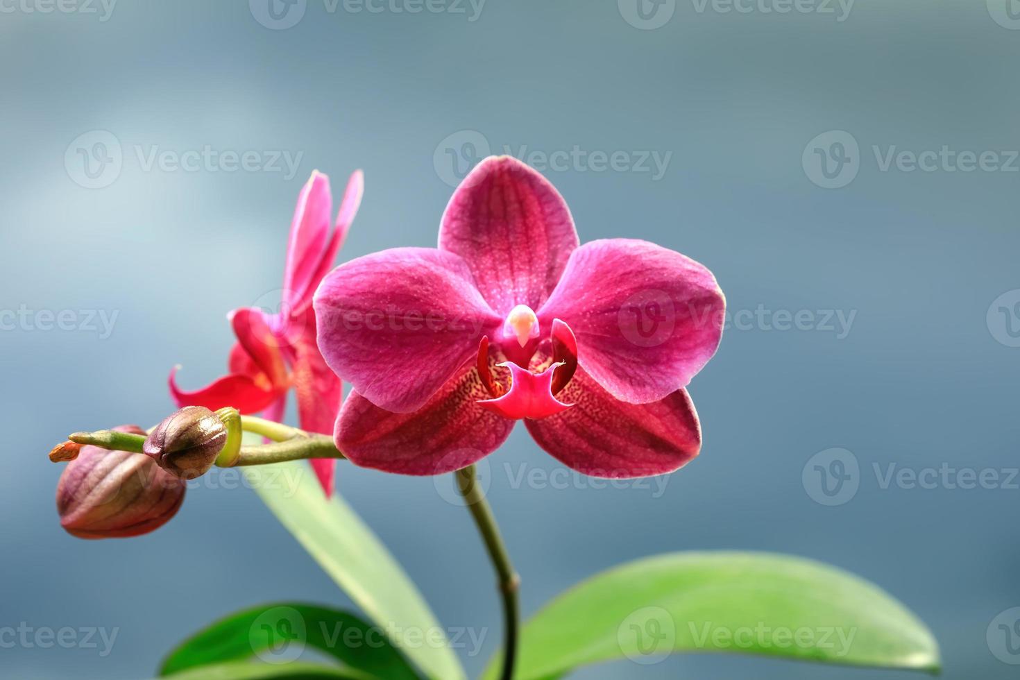 närbild av orkidéblomma foto