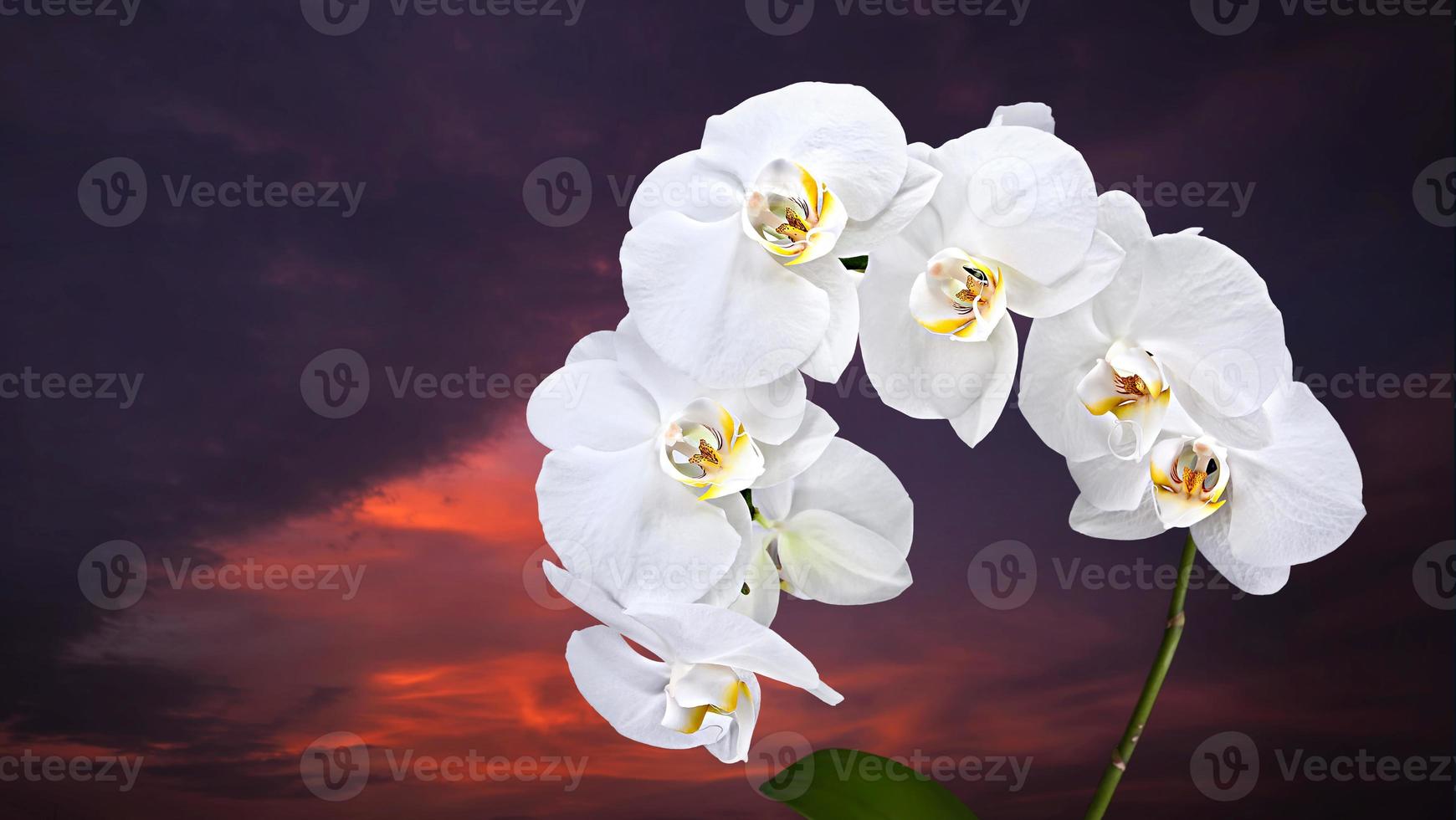 vit phalaenopsis på mörk himmelbakgrund foto