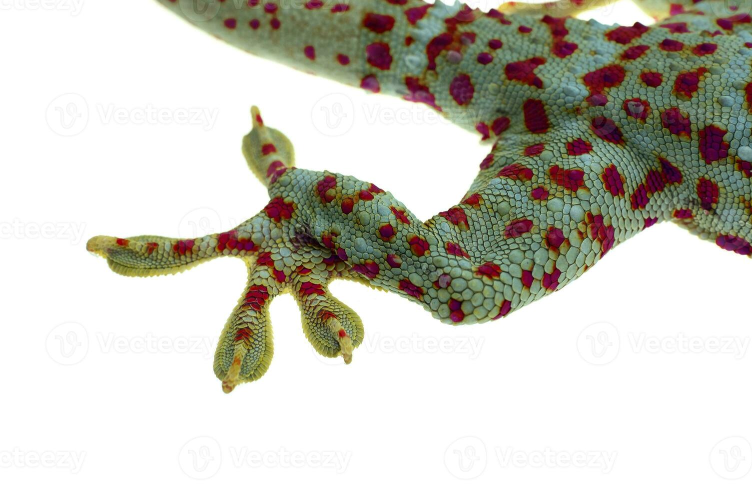 närbild gecko ben och fingrar på vit bakgrund foto