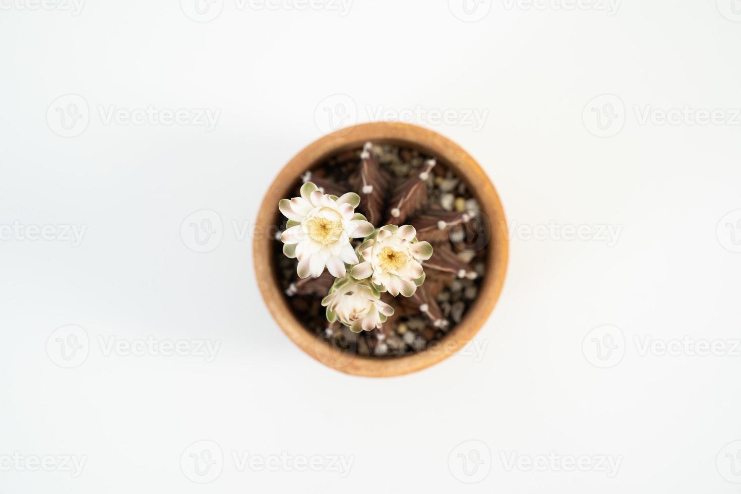 gymnocalycium mihanovichii kaktus vita blommor blommar på vit bakgrund, ovanifrån. foto