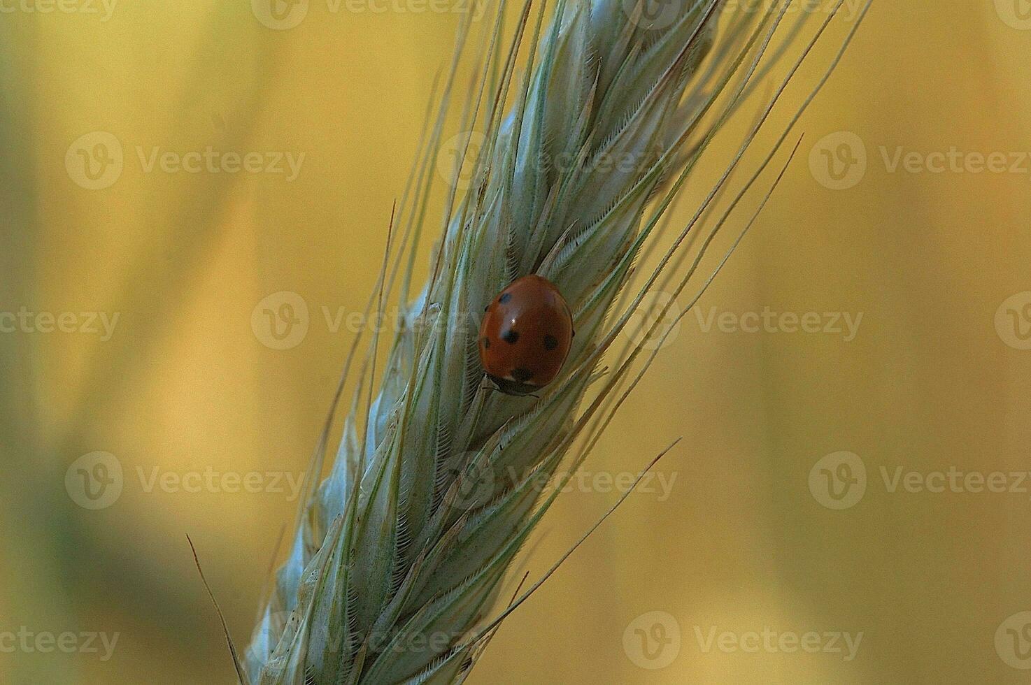 små delikat nyckelpiga i närbild Sammanträde på en råg öron på en neutral bakgrund foto
