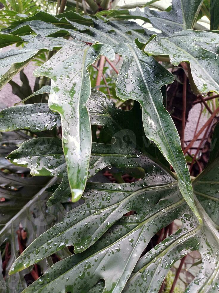 grön växt med regn foto