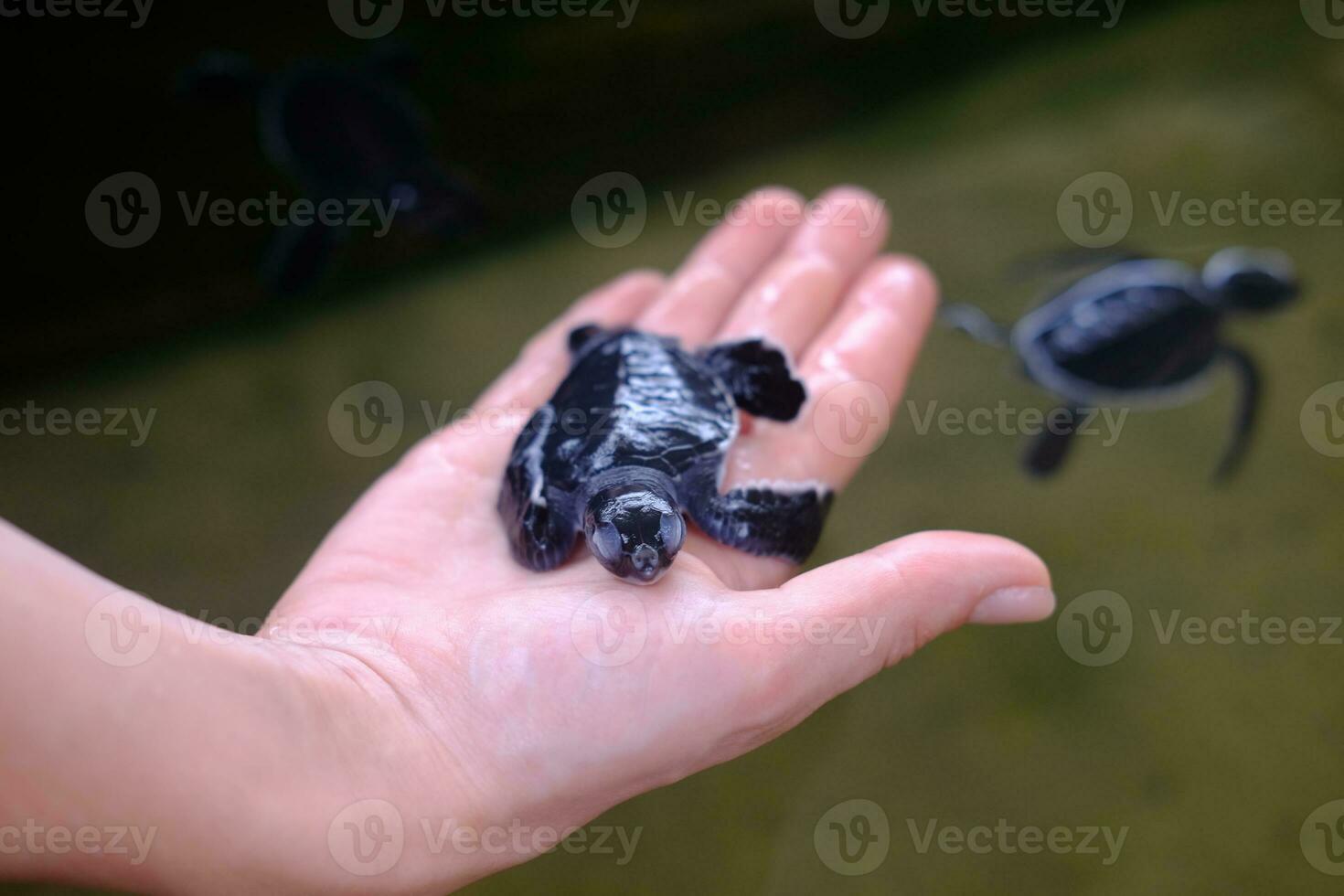 en små hav sköldpadda i de handflatan av din hand.sköldpadda bruka i sri lanka. skydd för Inaktiverad sköldpaddor. en plats var de behandla marin djur den där ha lidit på de händer av tjuvjägare foto