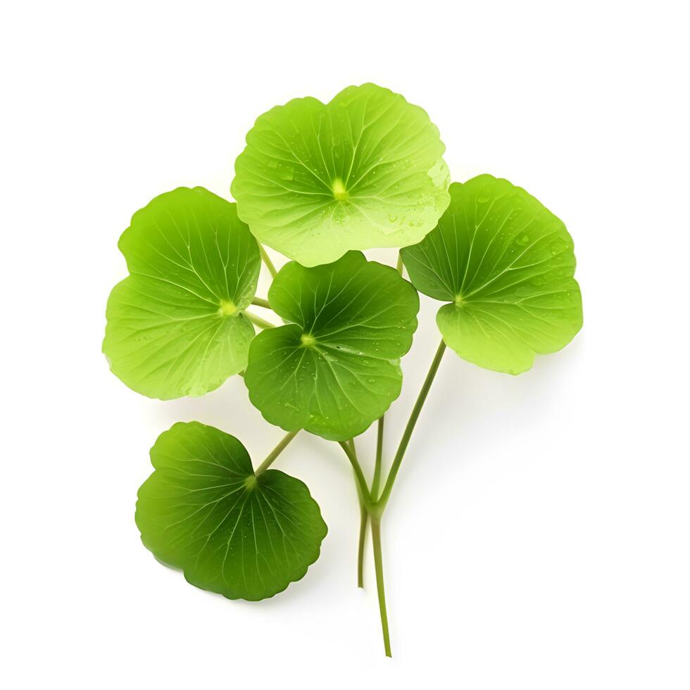 centella asiatica löv . ai generativ foto