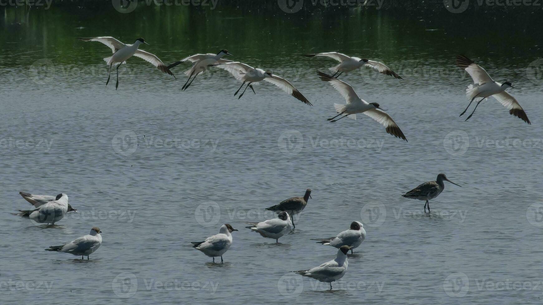 avocets kommande i till landa på en grund sjö foto