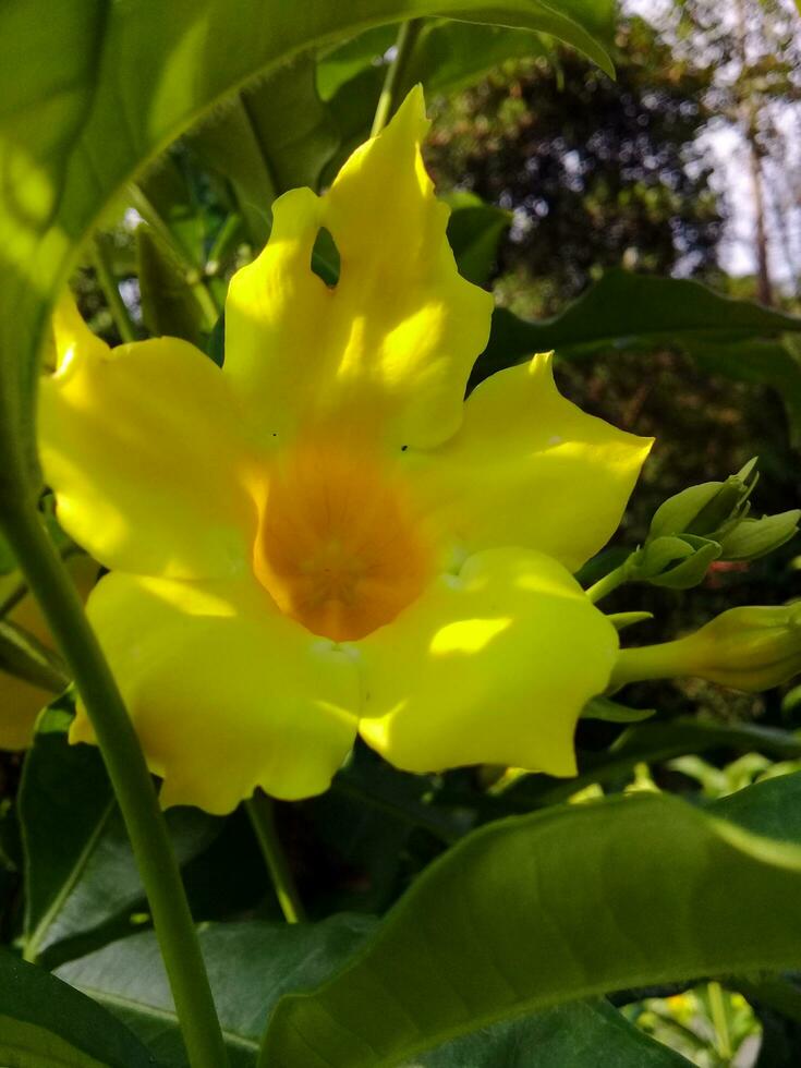 vackert blomning gul blommor i de trädgård foto